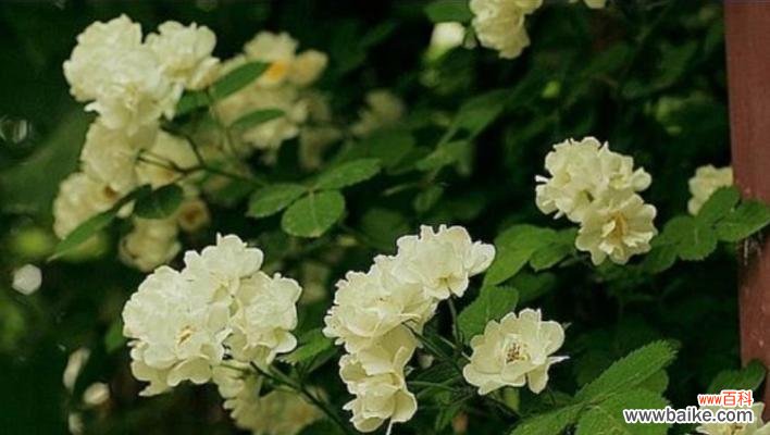 茶蘼花的寓意和象征是什么?如何正确理解茶蘼花的象征意义?