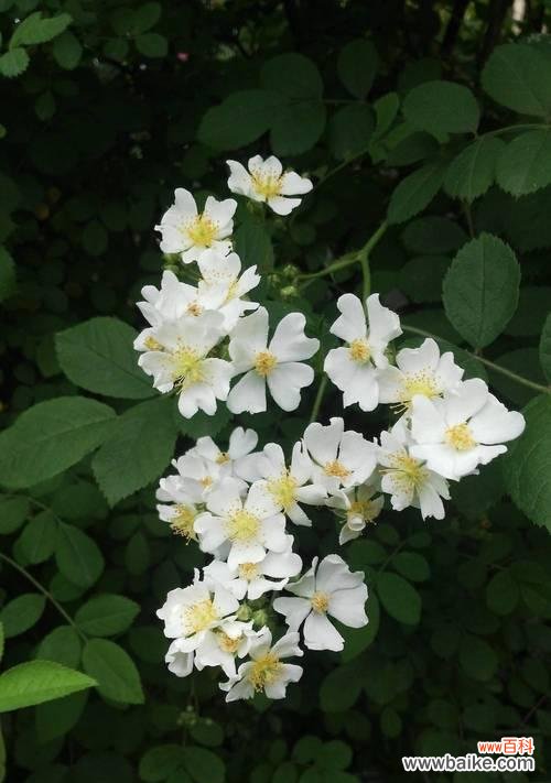 茶蘼花的寓意和象征是什么?如何正确理解茶蘼花的象征意义?