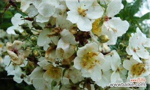 茶蘼花的寓意和象征是什么?如何正确理解茶蘼花的象征意义?