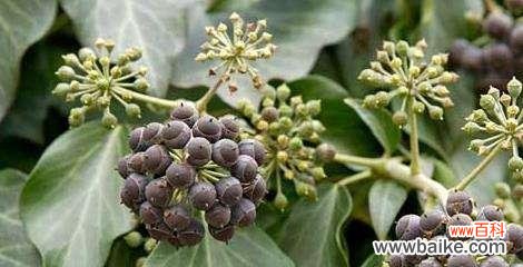 常春藤的花语是什么？了解常春藤的象征意义和用途？