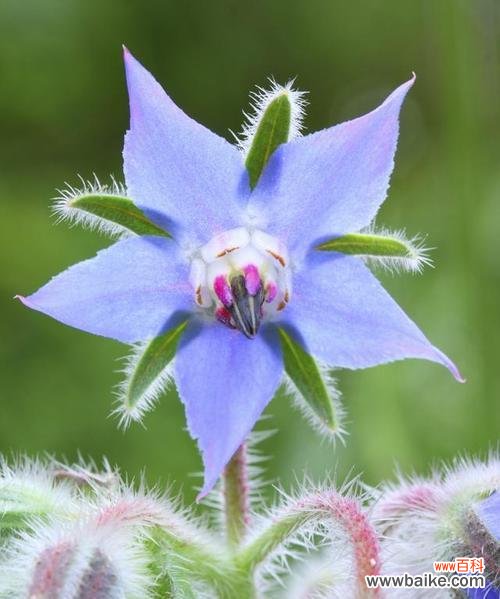 常春藤的花语是什么？了解常春藤的象征意义和用途？