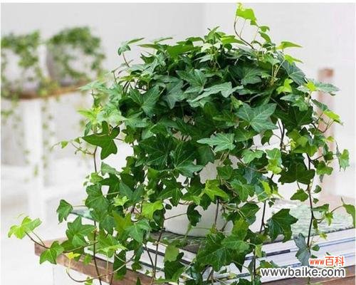 常春藤在风水中代表什么？如何利用常春藤提升家居风水？