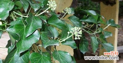 常春藤在风水中代表什么？如何利用常春藤提升家居风水？