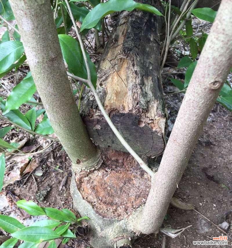 沉香树在风水中的作用是什么?它有哪些寓意?