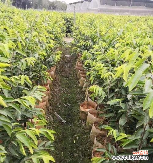 沉香树在风水中的作用是什么?它有哪些寓意?