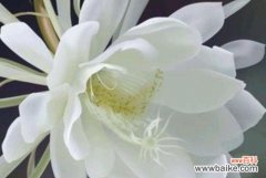 花语中的坚韧与希望 探秘昙花的花语及寓意