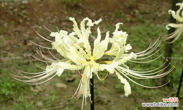 探寻花海中的神话传说,揭秘曼珠沙华的奥秘 曼珠沙华——神话传说与花语