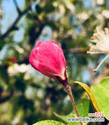 探寻万物生命的奥秘 海棠花语与象征意义