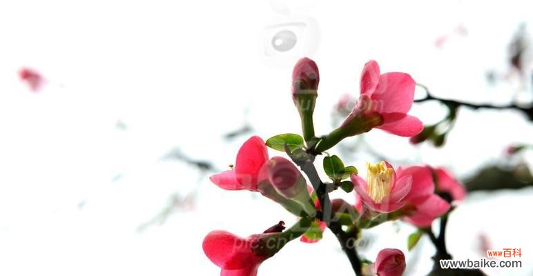 探寻万物生命的奥秘 海棠花语与象征意义