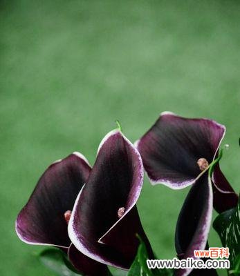 解读马蹄莲的吉祥寓意 马蹄莲的花语