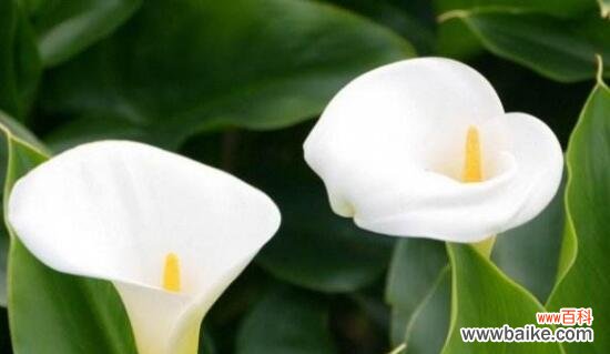 解读马蹄莲的吉祥寓意 马蹄莲的花语