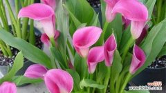 解读马蹄莲的吉祥寓意 马蹄莲的花语