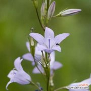 草原上的“音乐家”和“诗人” 风铃草——自由、希望与美丽的象征