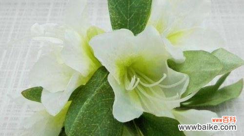 探究水仙百合的文化内涵与象征意义 水仙百合花语解析