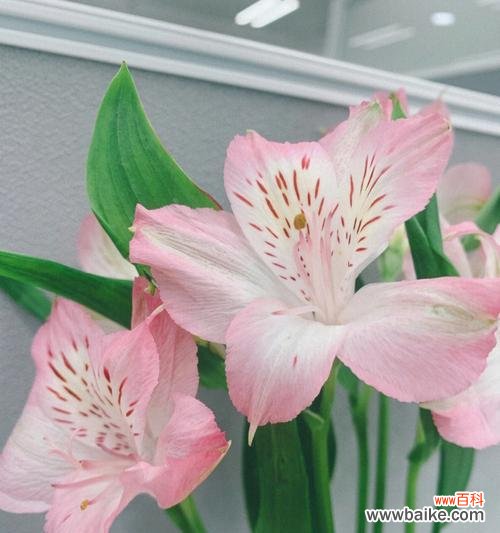 探究水仙百合的文化内涵与象征意义 水仙百合花语解析