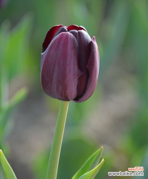 探究郁金香的意蕴 郁金香花语的含义