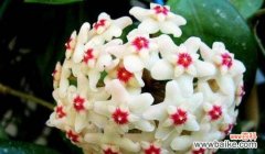 揭开球兰花朵的神秘面纱 球兰的花语