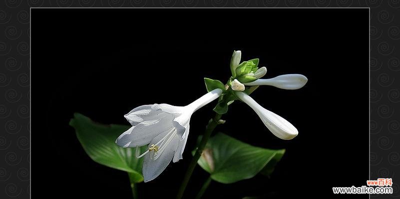 传递永恒的纯洁和美丽 白玉簪的花语