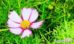 道出情感与表达祝福的美丽之花 格桑花的寓意与花语