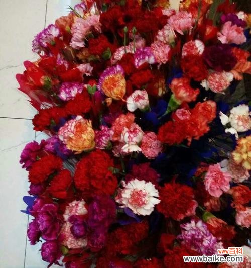 不同颜色康乃馨的寓意与象征 康乃馨的花语