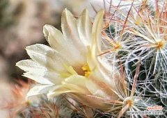 探索仙人掌的神秘世界，解读隐藏在花朵中的深层含义 揭秘仙人掌的隐藏花语