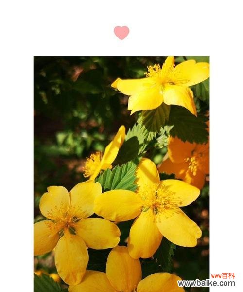 探究棣棠花的花语和文化内涵 棣棠花之花语