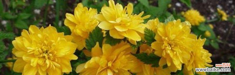 探究棣棠花的花语和文化内涵 棣棠花之花语