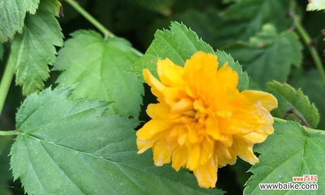 探究棣棠花的花语和文化内涵 棣棠花之花语