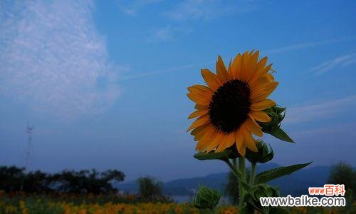 向阳、信仰与爱 太阳花的花语与寓意