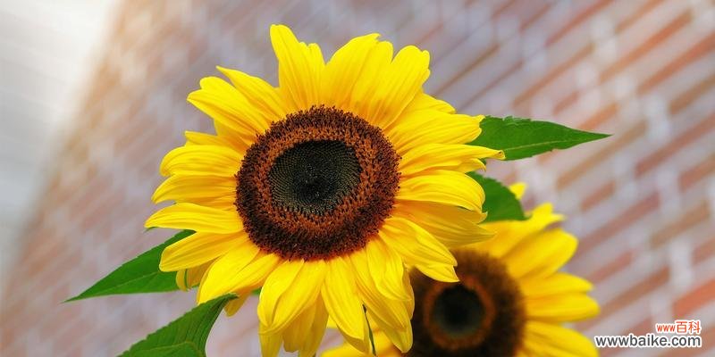 向阳、信仰与爱 太阳花的花语与寓意