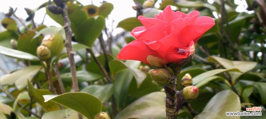 揭秘山茶花的花语,送花给哪些人更合适? 山茶花花语与送花对象