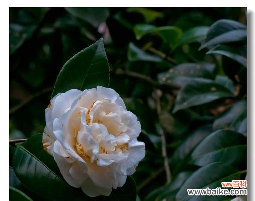 揭秘山茶花的花语,送花给哪些人更合适? 山茶花花语与送花对象