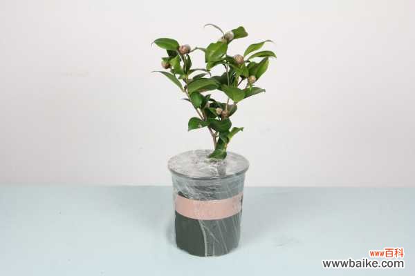 茶花叶子发黄怎么办