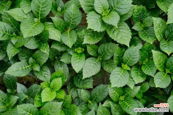 绣球叶子发黄怎么办