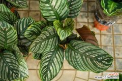 双线竹芋的病害及防治方法