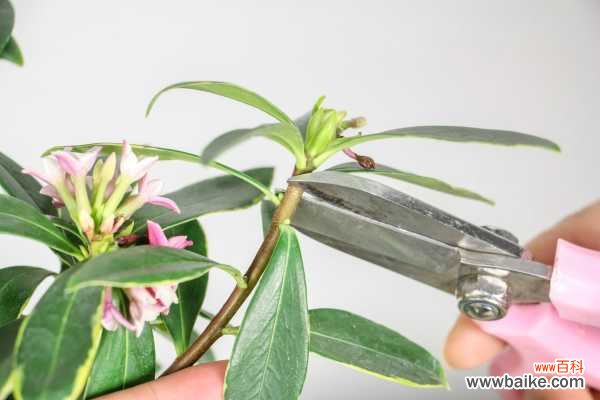 瑞香叶子发黄怎么办