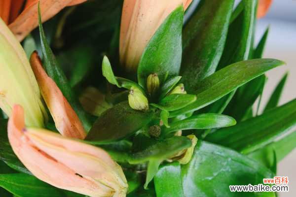 百合叶子发黄怎么办