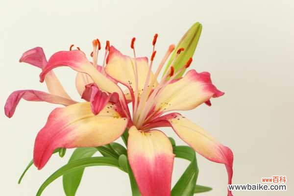 百合叶子发黄怎么办