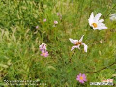 波斯菊常见病害及防治方法