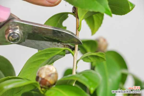 茶花叶子发黄是怎么回事