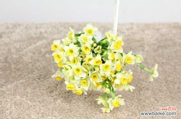 水仙叶子发黄怎么办