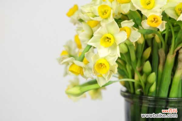 水仙叶子发黄怎么办