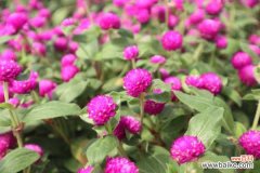 千日红病虫害及防治方法