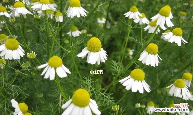 洋甘菊的花语意义及影响人们的生活 洋甘菊的花语