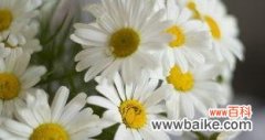 洋甘菊的花语意义及影响人们的生活 洋甘菊的花语