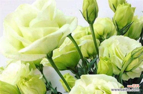 洋桔梗花语传递爱与希望的深刻含义 洋桔梗的花语和寓意