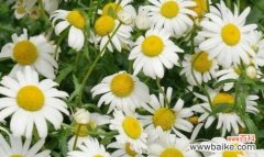 探寻洋甘菊的浪漫与寓意 洋甘菊花语的含义与传承