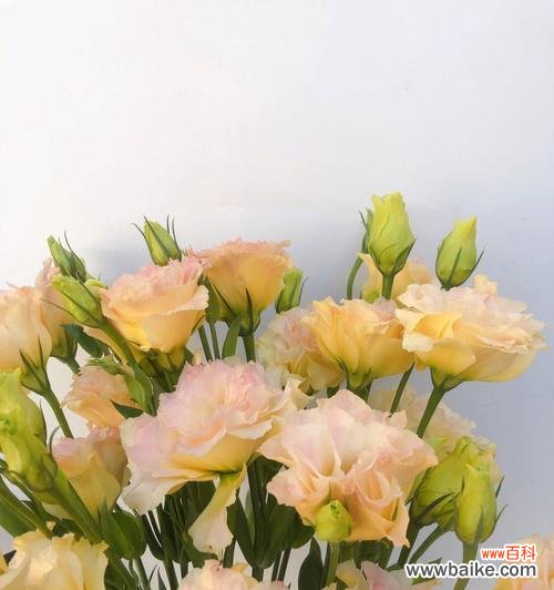 探寻洋桔梗的深层含义与象征 洋桔梗的花语寓意