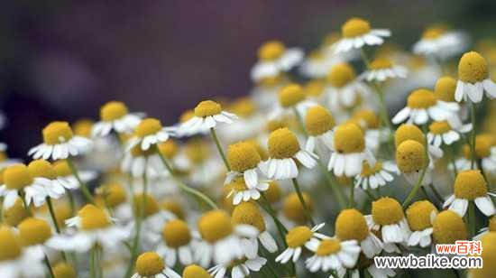 揭示洋甘菊的花语 洋甘菊花语及寓意