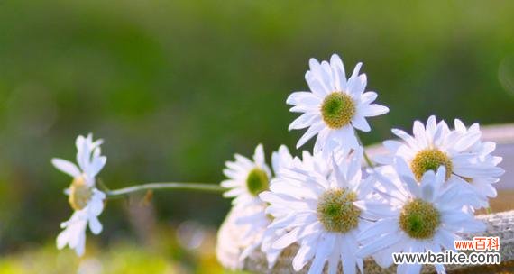 揭示洋甘菊的花语 洋甘菊花语及寓意